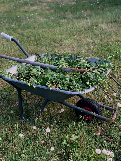 Limpieza Profunda de Jardín