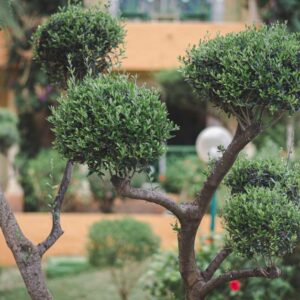 Poda de Árboles Pequeños