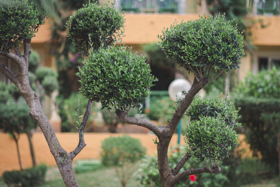 Poda de Árboles Pequeños